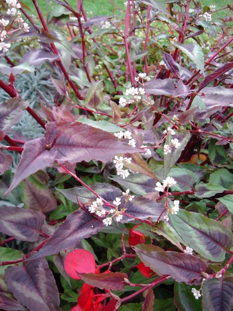 Polygonum x 'Dragon Noir'